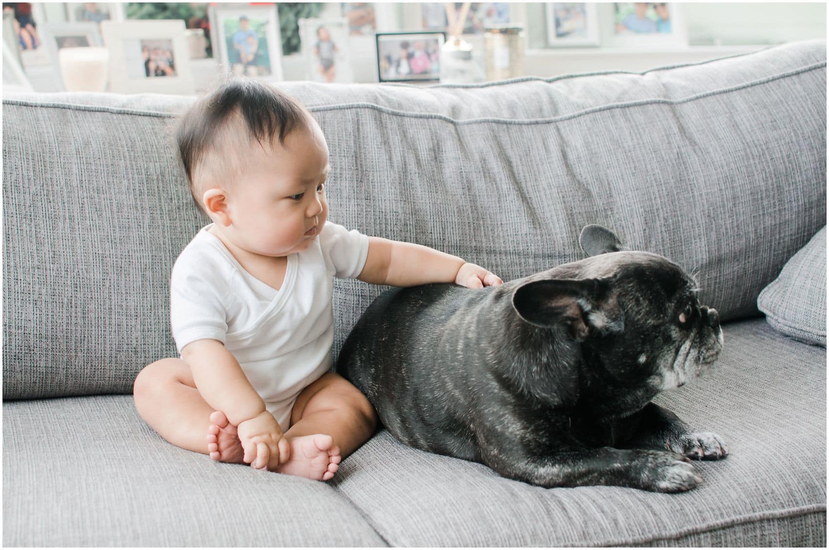 NYC baby photographer Miriam Dubinsky captures baby boy with a French bulldog as his pet sitting on the grey couch 