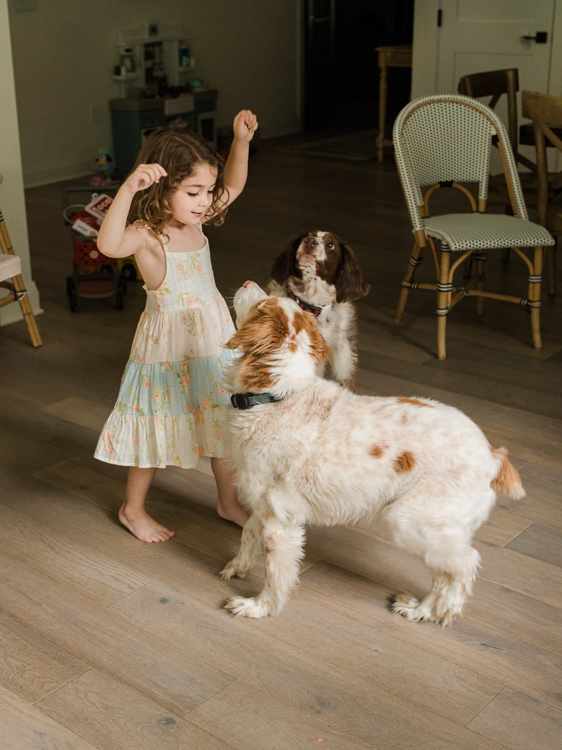 Dogs looking up at little girl as she tries to feed them in Summit, NJ family photography session