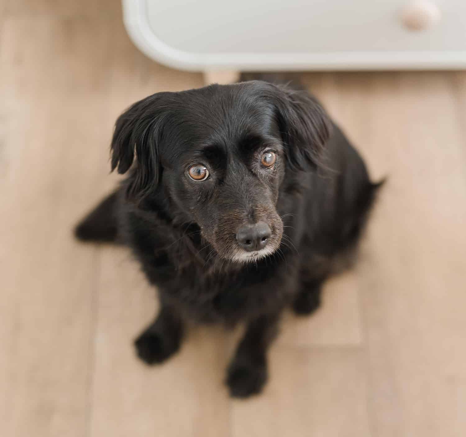 cute berowi dog posing for pet photography portraits during maternity photography session in Brooklyn NY